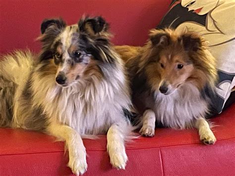 Dogs must be on leash outside of fenced area. . Wildwood shelties